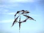 Vign