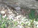 Vign