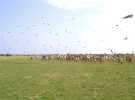 Vign