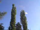 Vign