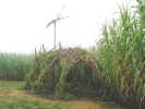 Vign