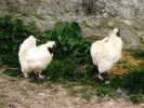 Cliquer pour agrandir