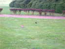 Vign